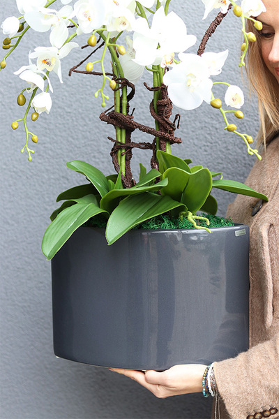 Manfredo Antracyt, ekskluzywny storczyk w donicy