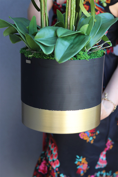 Blackisto Goldino D, elegancki storczyk w czarno-złotej donicy, wys.72cm