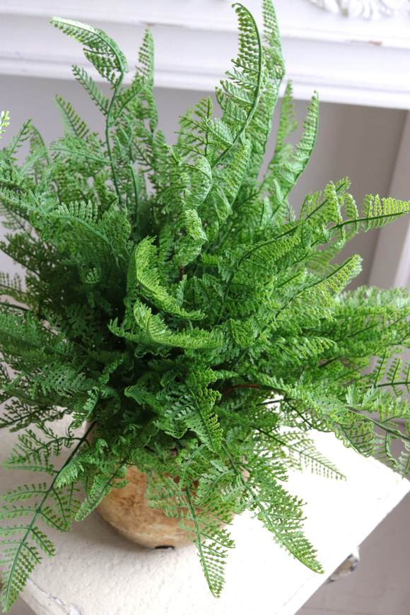 Paproć Gold Hilton, paproć w ozdobnej donicy