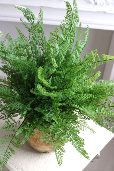 Paproć Gold Hilton, paproć w ozdobnej donicy