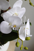 Mattia, sztuczny storczyk w donicy