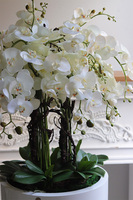 Grande Fiberglass Fenice 2, efektowny storczyk w białej donicy z fiberglass