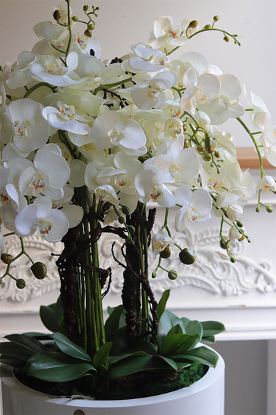 Grande Fiberglass Fenice 2, efektowny storczyk w białej donicy z fiberglass