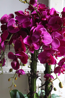 Golderia Fuksja, elegancki storczyk podłogowy w złotej donicy, wys.130cm