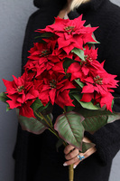 Gwiazda Betlejemska Natural Red, świąteczny kwiat poinsecji