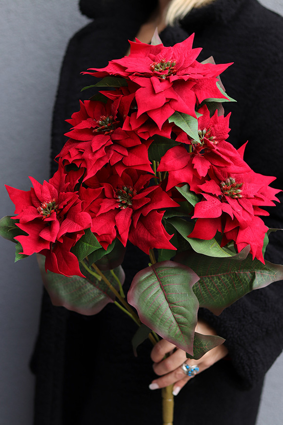 Gwiazda Betlejemska Natural Red, świąteczny kwiat poinsecji