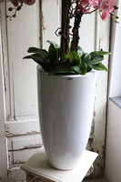 Fiberglass Grande Pudrovy, storczyk w białej donicy z fiberglass, wys.125cm 