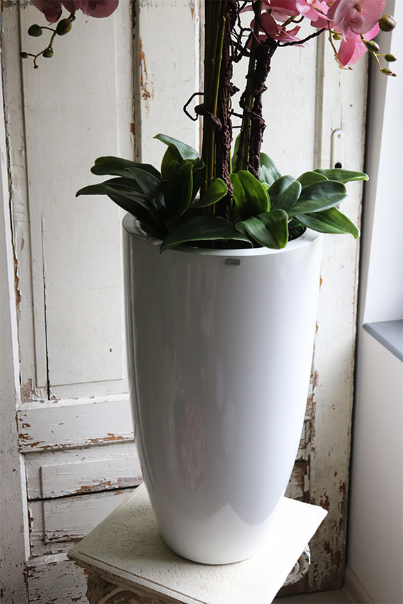 Fiberglass Grande Pudrovy, storczyk w białej donicy z fiberglass, wys.125cm 