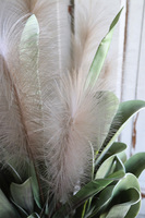 Nostera Figaro, kompozycja roślinna w złotej donicy, wys.90cm