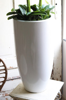 Fiberglass Blue Marine, storczyk w białej donicy z fiberglass, wys.130cm