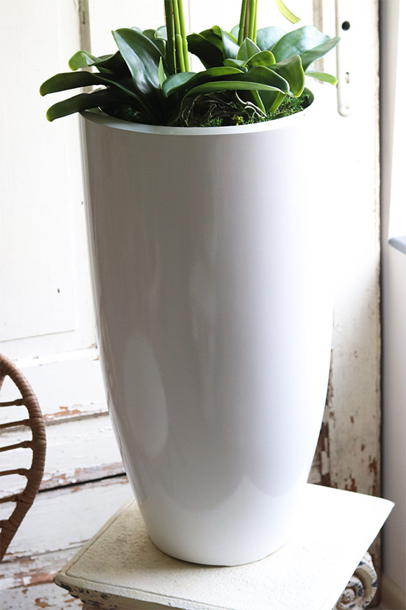 Fiberglass Blue Marine, storczyk w białej donicy z fiberglass, wys.130cm