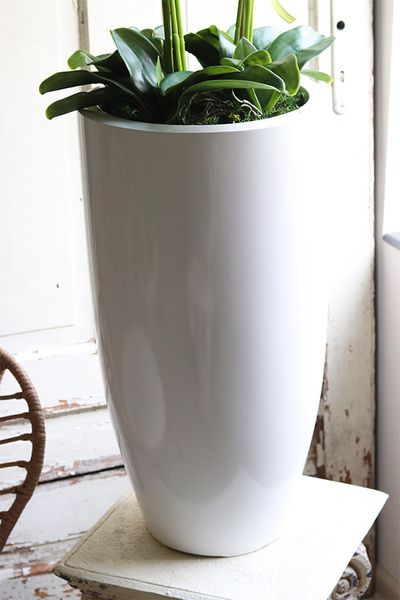 Fiberglass Blue Marine, storczyk w białej donicy z fiberglass, wys.130cm