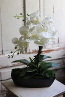 Leas Black, sztuczny storczyk w prostokątnej donicy, wys.58cm