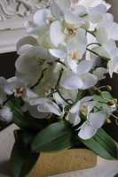 Jerete Gold, storczyk w złotej donicy