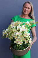 gumowy storczyk w metalowej misie, Ferrata Citrone Gold