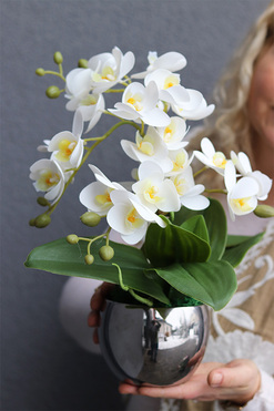 Silver Mini Basics, storczyk w srebrnym naczyniu, wys.38cm