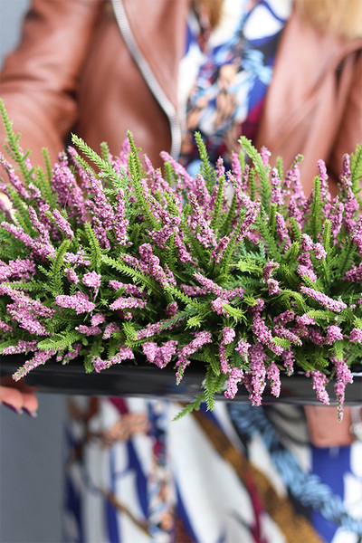 Wrzosy Cipriano 3, kompozycja kwiatowa w czarnej donicy