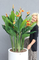 Strelicja Fiberglass Bahama 3, egzotyczna kompozycja w donicy