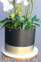 Blackisto Goldino C, elegancki storczyk w czarno-złotej donicy, wys.84cm 