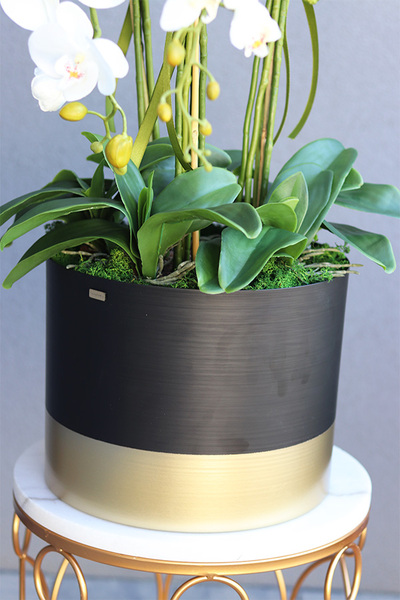 Blackisto Goldino C, elegancki storczyk w czarno-złotej donicy, wys.84cm