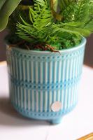 Pelirana, gumowy storczyk w turkusowej donicy