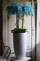 Fiberglass Blue Marine, storczyk w białej donicy z fiberglass, wys.130cm