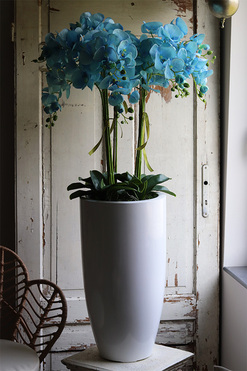 Fiberglass Blue Marine, storczyk w białej donicy z fiberglass, wys.130cm