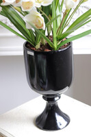 Bacarat Black Cymbydium, gumowy storczyk w pucharze