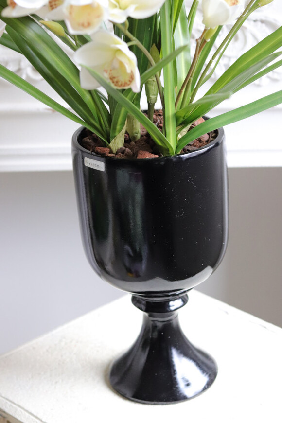 Bacarat Black Cymbydium, gumowy storczyk w pucharze