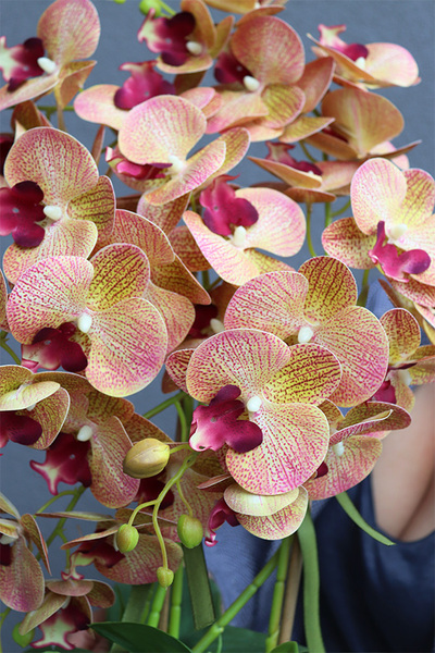 Granada Kredina, gumowy storczyk tygrysi w donicy vintage, wys.61cm 