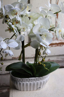 Feruna, sztuczny storczyk w ażurowej donicy, wys.57cm 