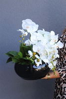 Decoris Piano, storczyk w czarnej donicy