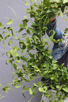 Barwinek, zielony wianek na obręczy