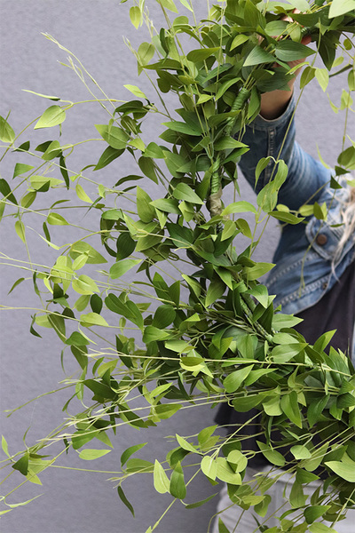 Barwinek, zielony wianek na obręczy