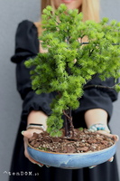 Bonsai Terrania, sztuczne drzewko w ceramicznej misie