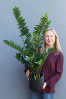 Zamiokulkas Volcan, kwiat doniczkowy w osłonce