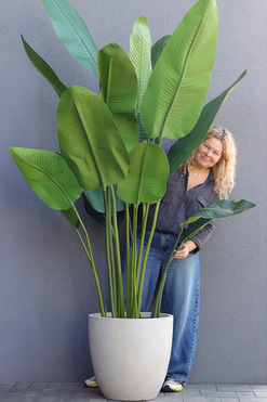 Bananowiec Concrete Ilustria, sztuczna roślina w donicy, wys.210cm