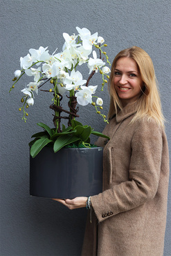 Manfredo Antracyt, ekskluzywny storczyk w donicy, wys.69cm 