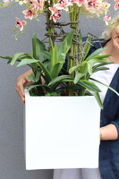 Fiberglass Cherie, gumowy storczyk w białej donicy