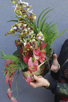 Dekoria Laos Verdi, sztuczny storczyk w łódce