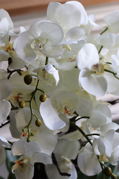 duży storczyk w eleganckim coolerze, Coolerita