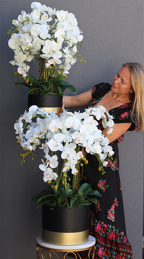 Blackisto Goldino C, elegancki storczyk w czarno-złotej donicy, wys.84cm