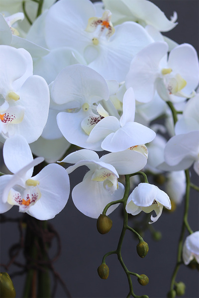 Moderno Mirror Galente, storczyk w metalowej donicy