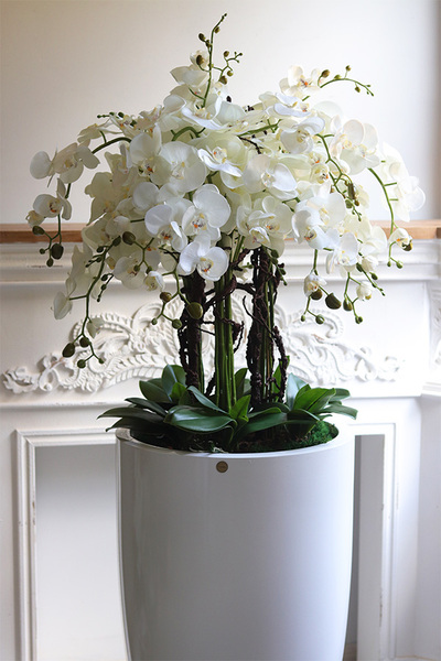 Grande Fiberglass Fenice 2, efektowny storczyk w białej donicy z fiberglass