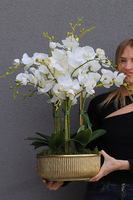 Hillton Gold, sztuczny storczyk w złotej misie