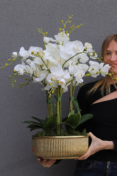 Hillton Gold, sztuczny storczyk w złotej misie