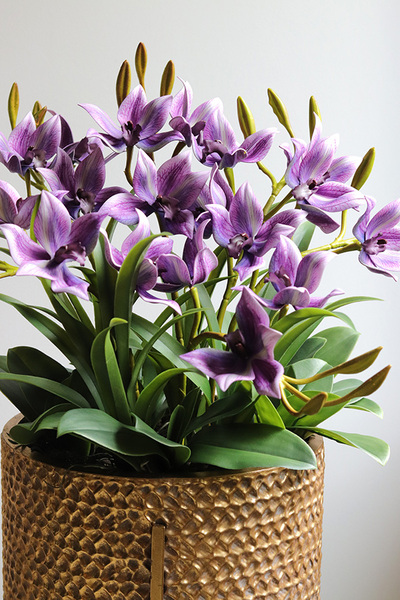 Goldenario Fioletti, biały storczyk w złotej donicy, wys.68cm