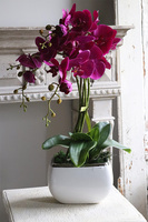 Fuksja Nedrio, sztuczny storczyk w naczyniu glamour, wys.58cm 