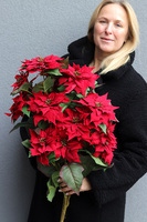 Gwiazda Betlejemska Natural Red, świąteczny kwiat poinsecji