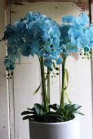 Fiberglass Blue Marine, storczyk w białej donicy z fiberglass, wys.130cm